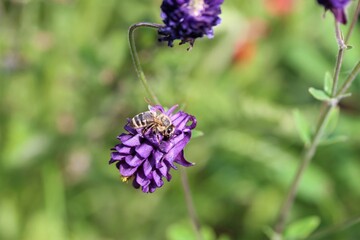 A hoverfly on purple columbine as a close up