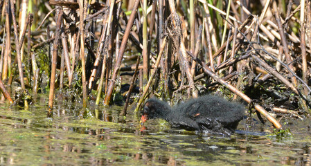 Moorhen with chicks at Askham Bog near York in North Yorkshire, England, UK