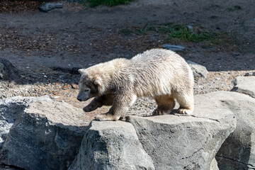 Polar bear Baby explores his territory