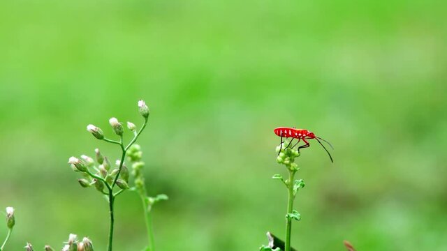 Red Cotton Stainer Bug on grass flower.