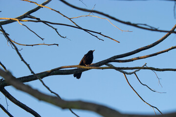 A blackbird, turdus merula, on a tree branch.