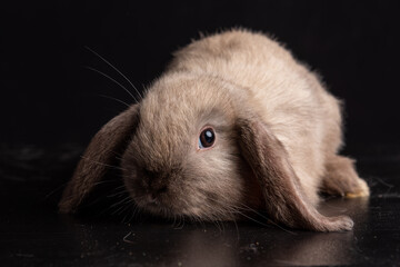 french lop beige baby
