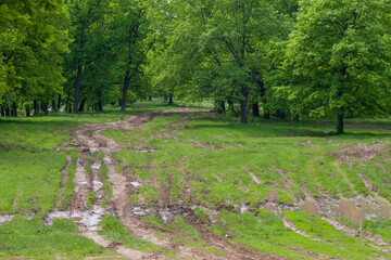 broken dirt road in the forest on a sunny spring day