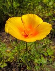 Fototapeta premium eschscholzia flower on garden background close-up
