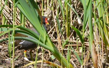 Moorhen at Askham Bog, near York in Yorkshire, England, Uk