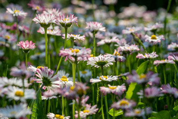 Field of blooming daisies