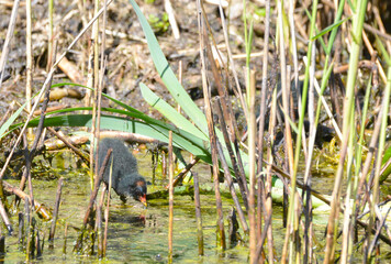 Moorhen at Askham Bog, near York in Yorkshire, England, Uk