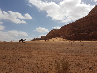 Baby camels living with their herd in the landscape of Wadi Rum desert, Jordan