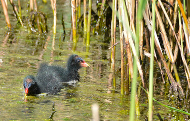 Moorhen at Askham Bog, near York in Yorkshire, England, Uk