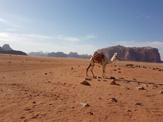 A camel with a saddle standing up in the sand of the desert amidst a beautiful landscape, Wadi Rum...