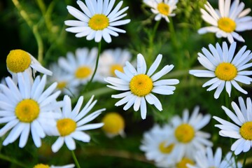 White Alpine asters in the garden  enjoy the sun.