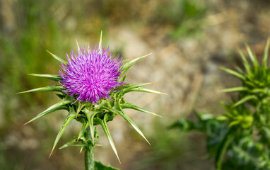 Purple flower of Cardus marianus or Saint Mary's thistle (Silybum marianum). Milk thistle is valuable plant used for medicinal purposes. Selective focus close-up. Place for your text.