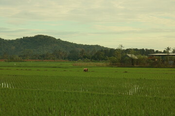 Farmer in the rice field
