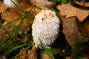Mushroom macro, head and texture of mushroom in the forest.
