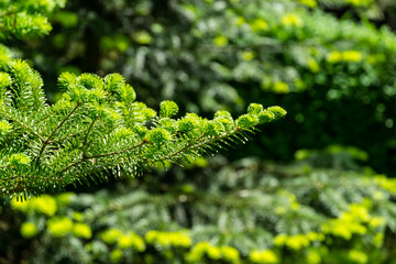 Korean fir Abies koreana close-up of bright young green needles on the branch on blurred green background in spring garden. Selective focus. Nature concept for design with place for your text