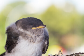 Breeding of Delichon urbicum, common house martin