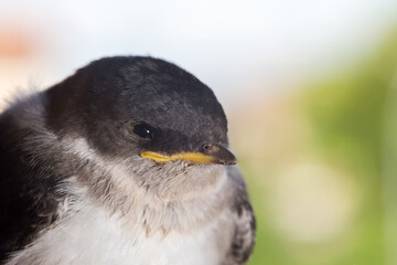Common swallow breeding in the foreground