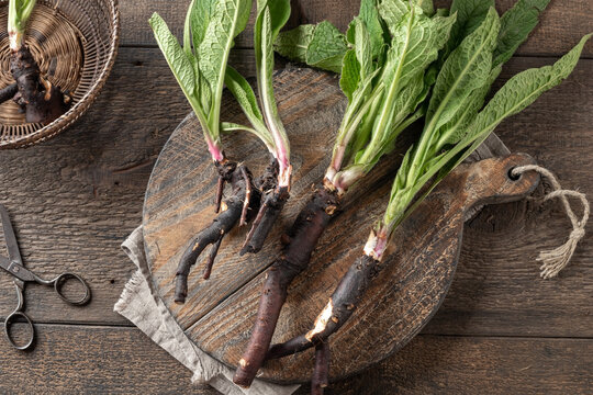 Comfrey root with young leaves