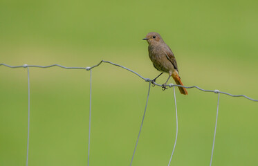 Redstart perched on a fence