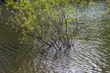 spring flood in the forest, a spilled lake