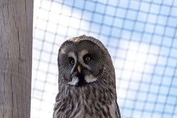 Owl looks into the camera