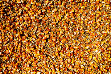 corn grains mixed with wheat from above