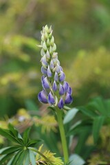 A blue lupine flower with green background