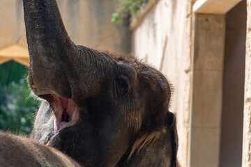 Elephant shows his mouth and raises his trunk