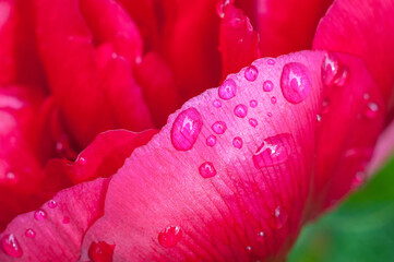 Beautiful bright peony flower. Raindrops on peony petal.Macro