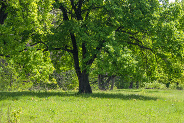 oaks in a forest glade on a sunny summer day