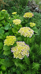 한국 제주도 수국꽃