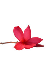 Blooming red plumeria flower isolated on white background