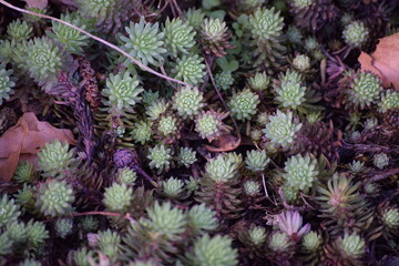 Small succulets grow on the ground in Lund Botanical Garden, Sweden