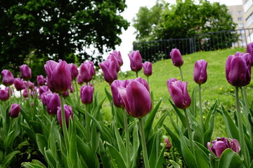Urban tulips at beginning of summer