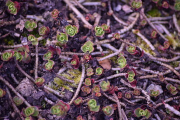 Small succulets grow on the ground in Lund Botanical Garden, Sweden