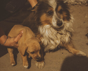 elderly dogs tied up in a backyard