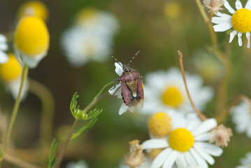 cimice su un fiore al sole