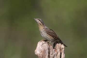 A single northern wryneck (Jynx torquilla) shot close up sitting on a branch against a beautifully blurred green background