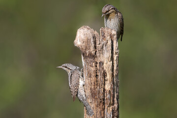Family pairs of northern wryneck (Jynx torquilla) shot very close-up on a blurry background in interesting and amazing courtship poses