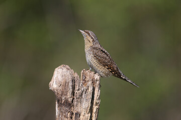 A single northern wryneck (Jynx torquilla) shot close up sitting on a branch against a beautifully blurred green background