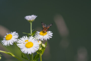 la mosca prende il nettare dal fiore