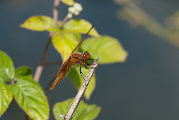libellula su una pianta acquatica al sole