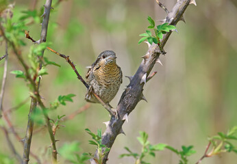 Family pairs of northern wryneck (Jynx torquilla) shot very close-up on a blurry background in interesting and amazing courtship poses