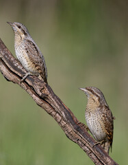Family pairs of northern wryneck (Jynx torquilla) shot very close-up on a blurry background in interesting and amazing courtship poses