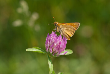 la farfalla prende il nettare dal fiore