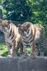 Siberian tigers roam their territory