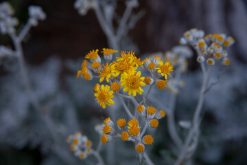 afternoon yellow daisy shoot