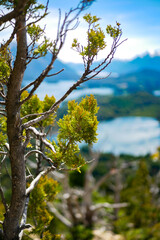 A close up on coniferous tree with the picturesque landscape of blue water lakes and mountains in the background, a famous tourist destination in Patagonia - Nahuel Huapi National Park.