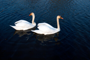 white swans group on the lake swim well under the bright sun