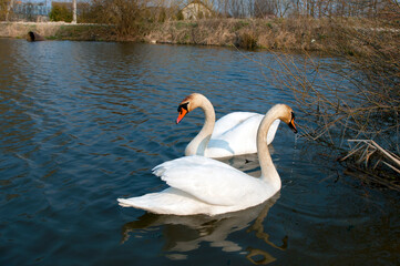 white swans group on the lake swim well under the bright sun